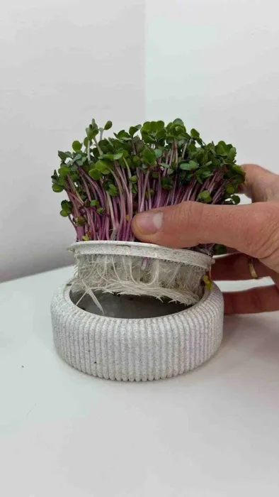 Microgreens Growing Kit