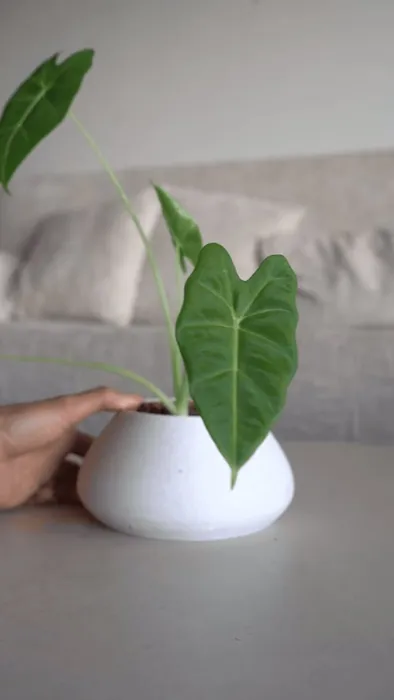 ZenRock Planter (River Stone Pot with Hidden Twist‑Lock Reservoir)