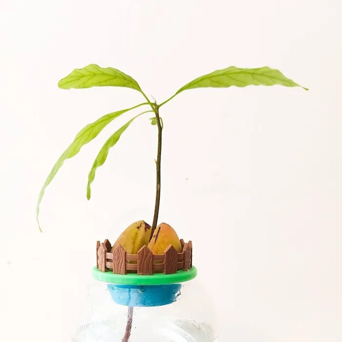 Mini Avocado Garden